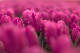 Purple Bokeh von AdV Photography