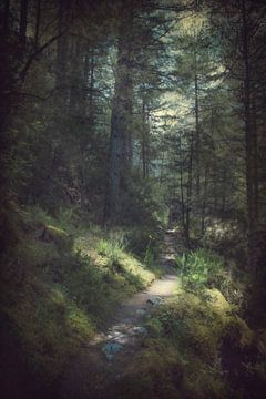 Forest in Corsica