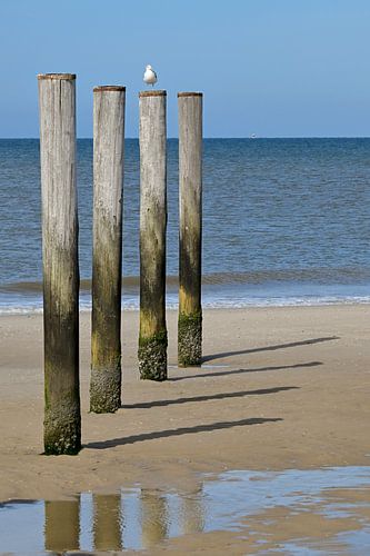 Meeuw op Paal, Palendorp Petten