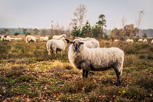 L'automne dans les landes