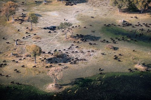 Okavangodelta van paul snijders