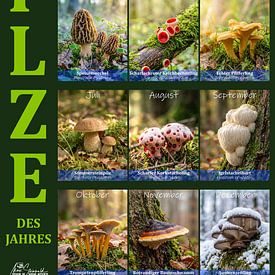 Mushrooms by Max Steinwald