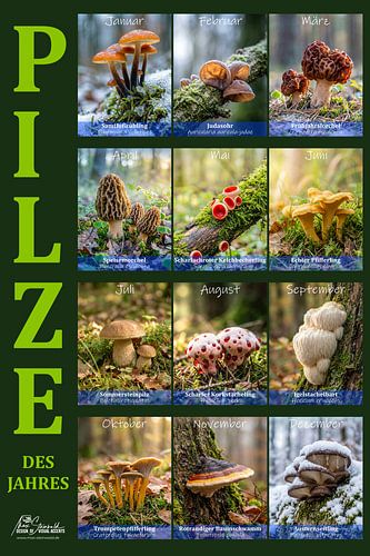 Pilze von Max Steinwald