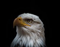 Nahaufnahme eines Weisskopfseeadlers im Saarland