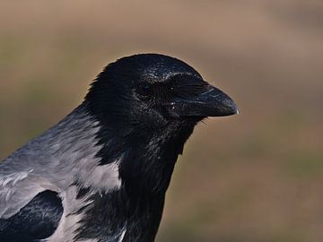 Zwarte kraai, Corvus corone van Timon Schneider