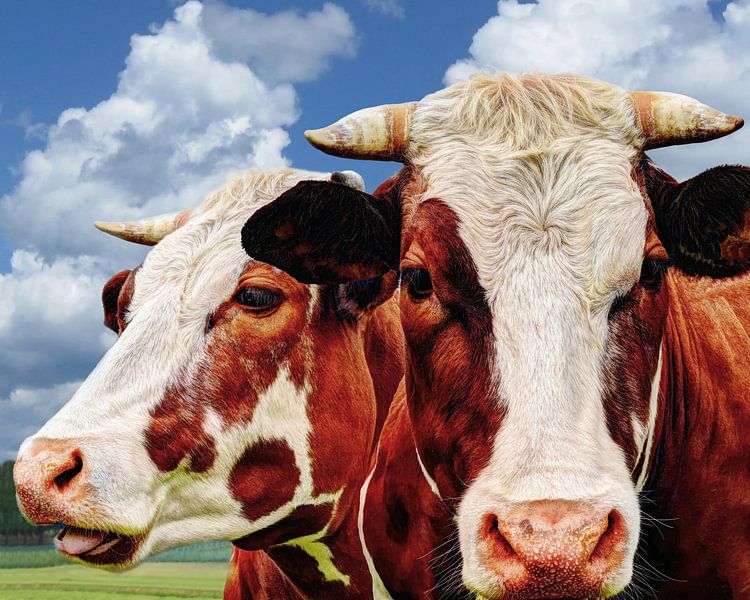 Zweimal Kuh normalerweise auf der Weide von Hendrik-Jan Kornelis