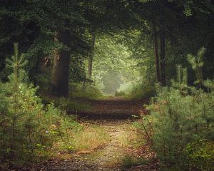 Chemin dans un tunnel vert dans les bois | Utrechtse Heuvelrug