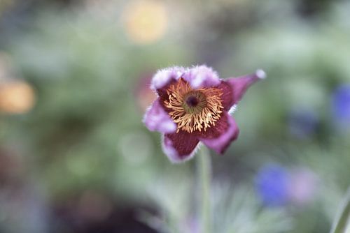 De eerste bloemen in de tuin in het Emsland