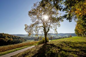 Rolling hills, early autumn sur Robert van Willigenburg