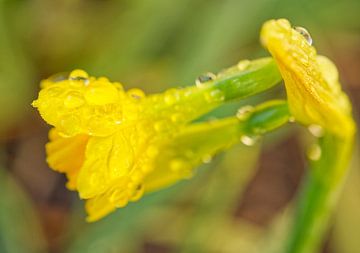 Open Yellow Daffodile with Morning Dew