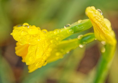 Open Yellow Daffodile with Morning Dew (jonquille jaune ouverte avec rosée du matin)