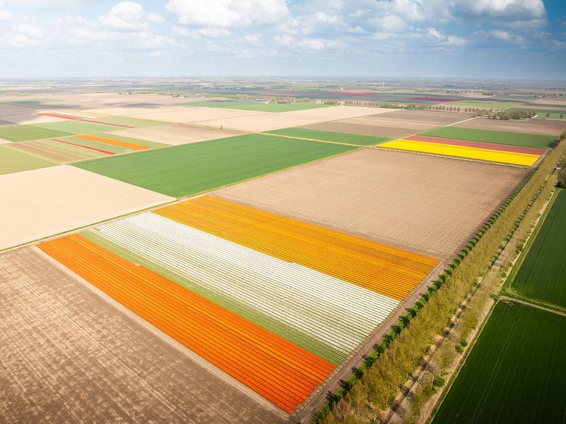 Colourful Tulip Fields in Flight by Nederlandschap