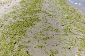 Algues sur la plage sur de-nue-pic