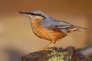 Kleiber (Sitta europaea)