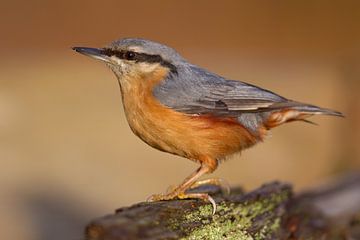 Boomklever (Sitta europaea) van Dirk Rüter