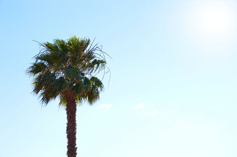 Eenzame palmboom van Dustin Musch