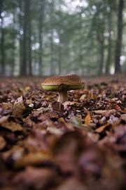 Porcini mushrooms by Alexander van der Molen