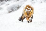 Vos tijdens een sneeuwstorm van Pim Leijen thumbnail