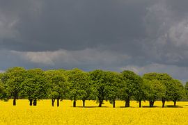 Rapsfeld Allee von Sven-Erik Arndt