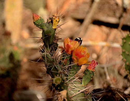 Suikerdiefje op cactus op de Christoffelberg