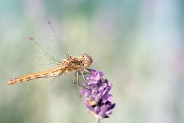 Libelle op lavendel by Kim van Dijk