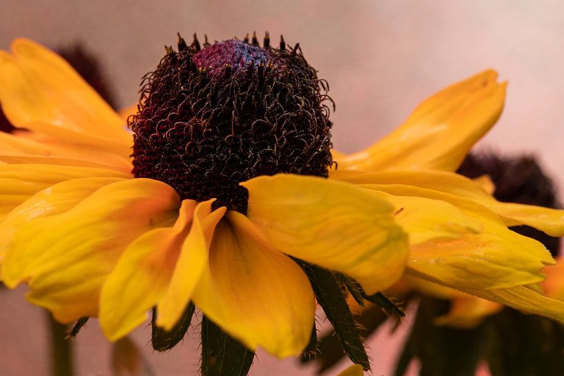 Echinacea von Thomas Riess