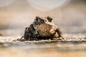 Frog by Gianni Argese