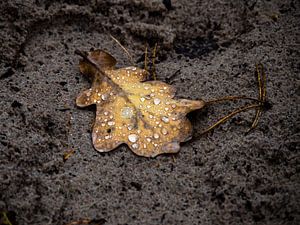 Tropfen auf einem Blatt
