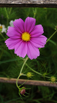 Fleur de cosmos rose-violet