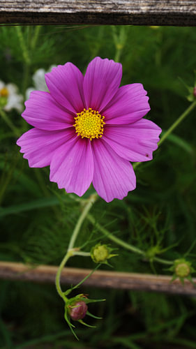 Purple Pink Cosmos Flower
