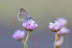 klaverblauwtje op engels gras