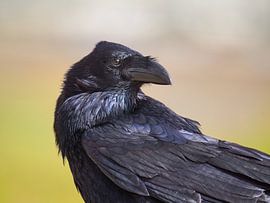 Canarian raven portrait by Katho Menden