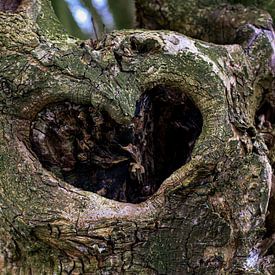 Heart of the tree van Moniek Van der zwan