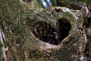 Heart of the tree van Moniek Van der zwan