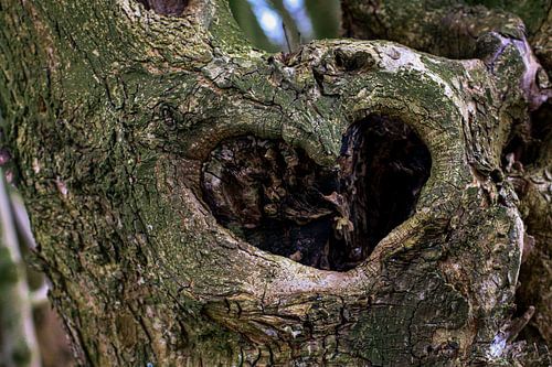 Heart of the tree