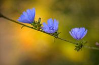 Blauwe bloemen van Angeline van de Kerkhof thumbnail