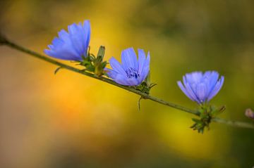 Blauwe bloemen van Angeline van de Kerkhof