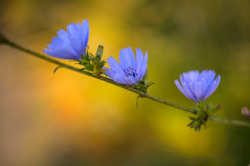 Blauwe bloemen van Angeline van de Kerkhof