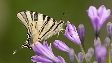 Papillon queue d'hirondelle