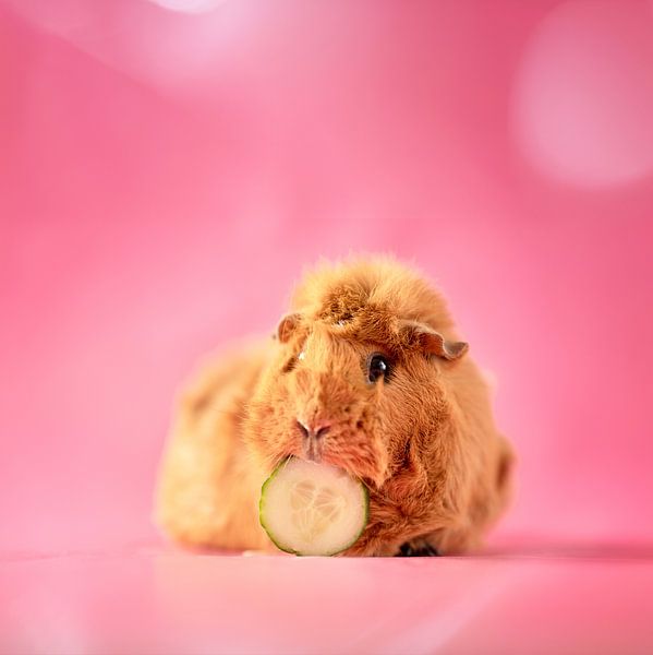 Cochon d'Inde Concombre par Marloes van Antwerpen