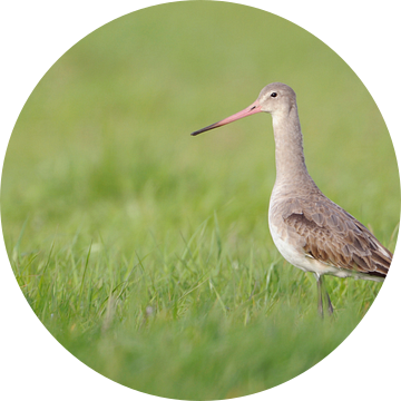 Black-tailed Godwit ( Limosa limosa) pale plumage, rose bill, stands in an extensive meadow, looks a van wunderbare Erde