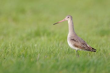 Black-tailed Godwit ( Limosa limosa) pale plumage, rose bill, stands in an extensive meadow, looks a van wunderbare Erde