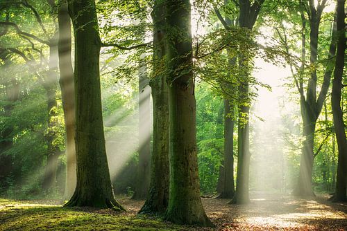 Staand in het Licht