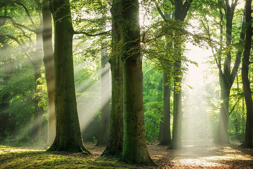 Staand in het Licht van Lars van de Goor