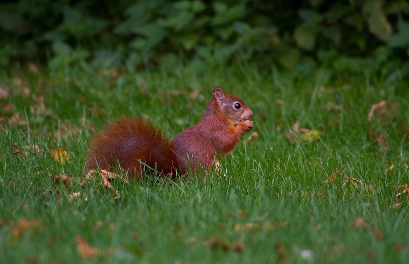 Eichhörnchen von Wesley Klijnstra