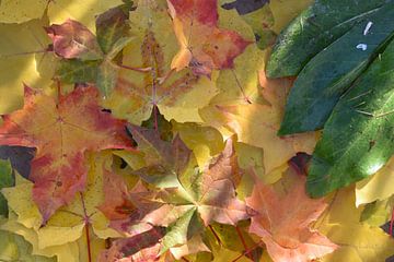 An autumn leaf in the forest by Claude Laprise