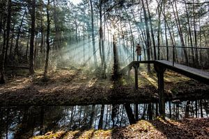 Rosée et soleil matinal Driebergen Zeist ! sur Peter Haastrecht, van