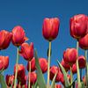 Rode tulpen op een blauwe lucht van Maurice de vries