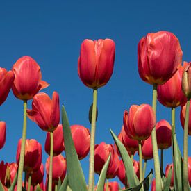 Rode tulpen op een blauwe lucht van Maurice de vries