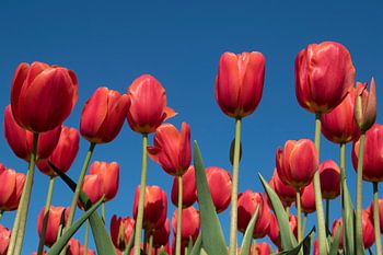 Rote Tulpen auf einem blauen Himmel